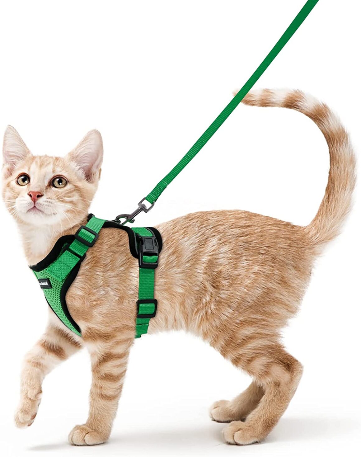 feline cat harness with leash