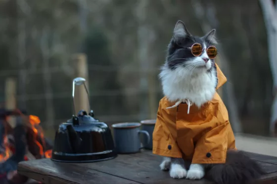 Van Life Cats cat wearing rain coat and sunglasses on picnic table at a campsite.