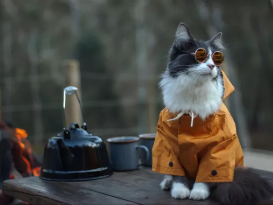 Van Life Cats cat wearing rain coat and sunglasses on picnic table at a campsite.